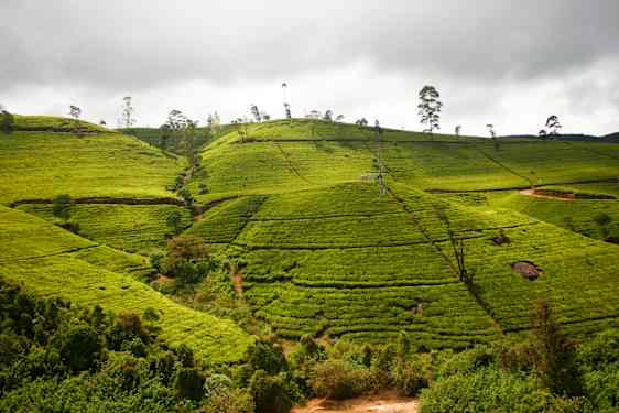 Teodling i Nuwara Eliya