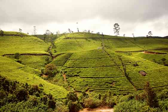 Teplantage Sri Lanka
