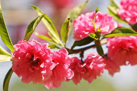 Körsbärsblommor