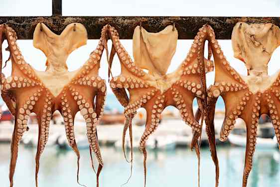 Bläckfiskar på tork