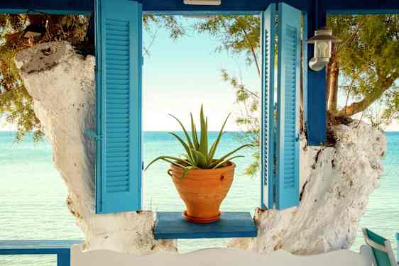 Krukväxt i ett fönster i Grekland