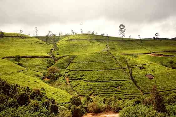 Sri lanka te plantage
