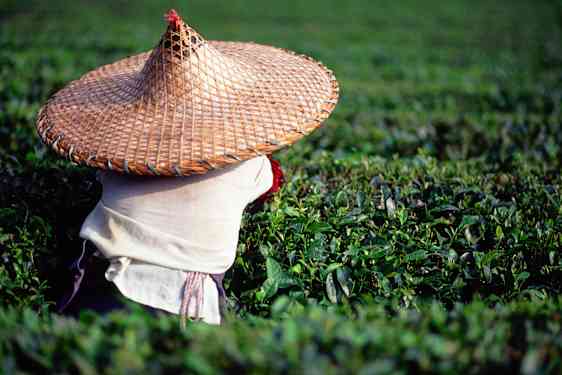 Guilin Teodling