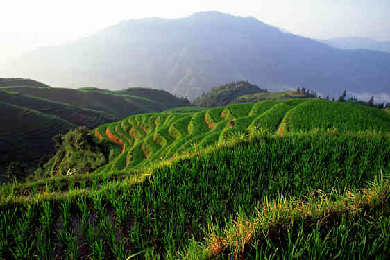 Risterasserna i Longsheng, Guangxi