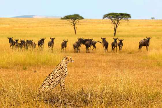 Gepard på en slätt i Tanzania