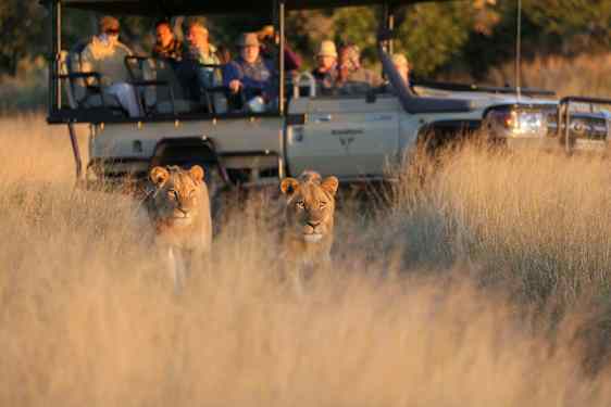 Lejon framför safarijeep