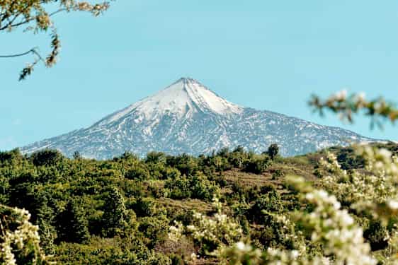 Tiede