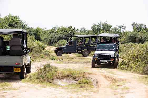 Jeepar på Safari