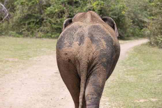 Elefant