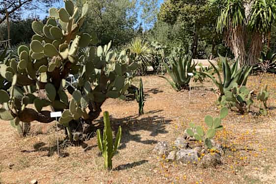 En del av Lokrums botaniska trädgård