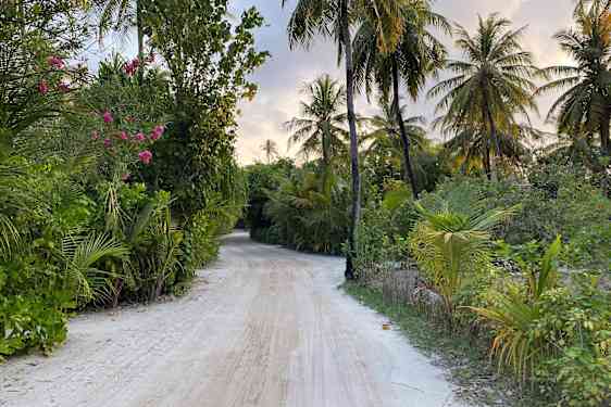 Frodig grönska på Maldiverna