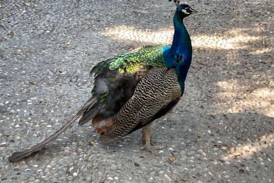 Påfågel