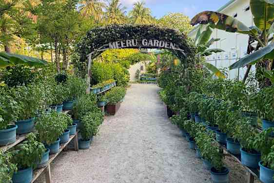 Gång kantad av örter och blommor