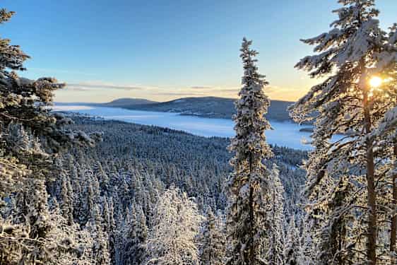 Utsikt över snötäckt skogslandskap
