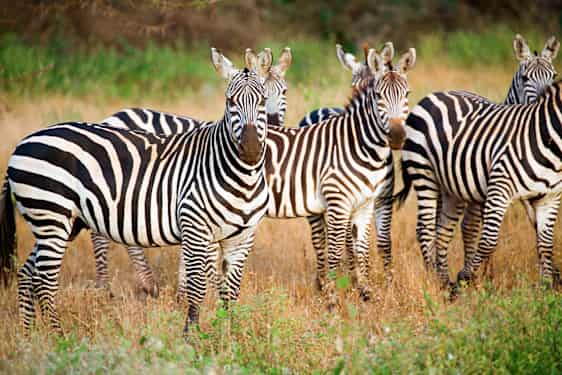 Zebror och giraffer på savann