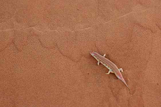 Ödla i öknen Ras Al Khaimah