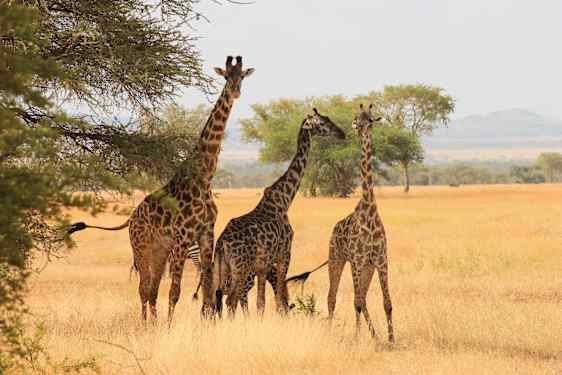 Giraffer i Serengati