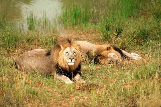 Lejon i Kenya