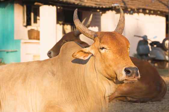 Norra Goa