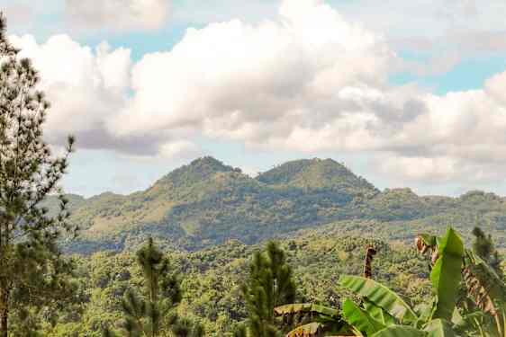 Två papegojor i ett träd