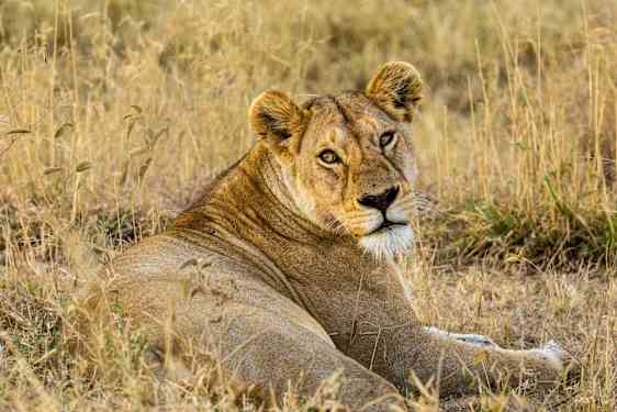 Lejon i Serengati - Tanzania