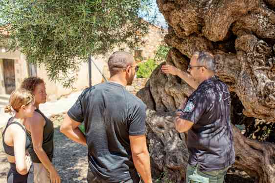 Guide visar olivträd