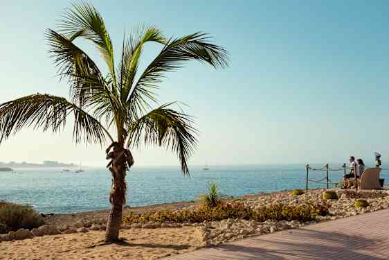 Palm vid strandpromenad