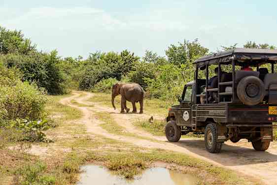 Safaribil framför en elefant på Sri Lanka