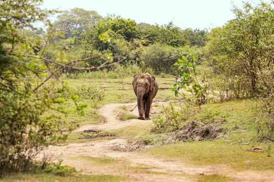 Elefant