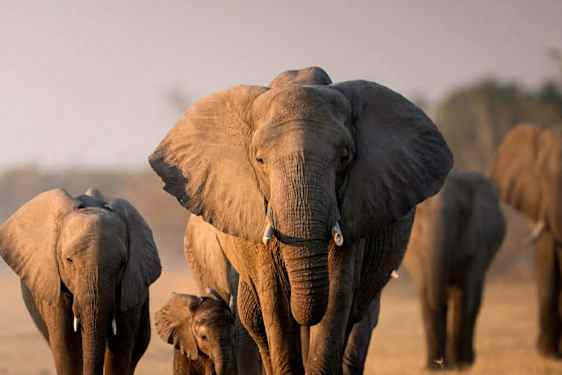 Elefanter i Botswana