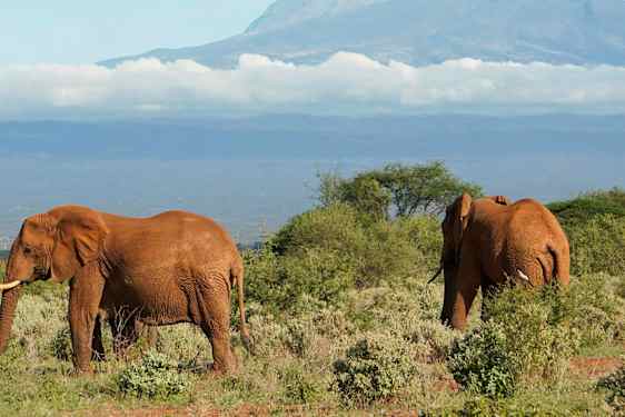 Elefanter i Kenya