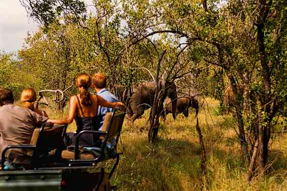 Safaribil har stannat för att titta på elefanter
