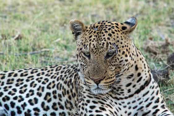 Leopard