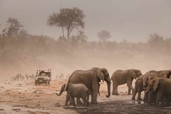 Kalahari