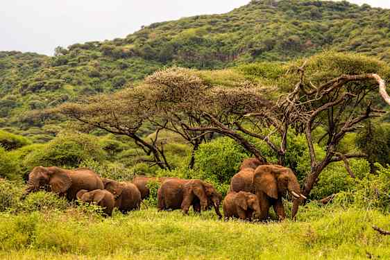 Elefanter i Tanzania