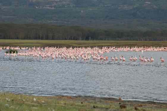 Flamingos - Lake Nakuru Lodge