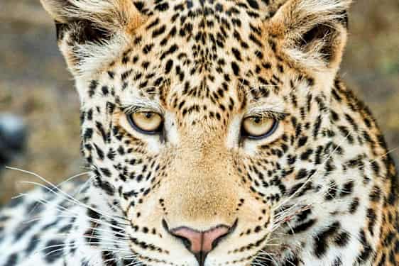 Leopard i Botswana