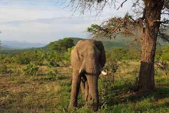 Krugerparken är en av Afrikas mest kända safaridestinationer, inte helt utan grund