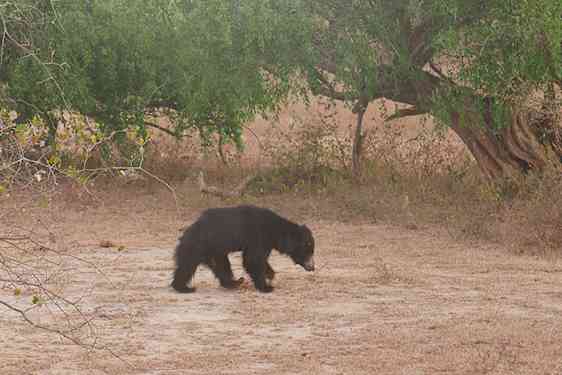 Yala Park