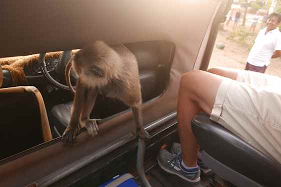 Ett oväntat apbesök i bilen i Yala National Park