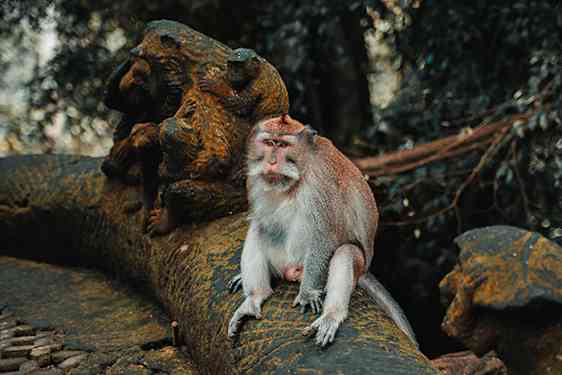 Sacred Monkey Forest. Foto: Radoslav Bali / Unsplash