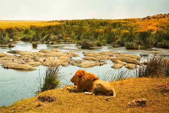 Lejon i Tanzania