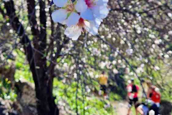 Körsbärsblommor
