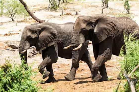 Elefanter i Botswana