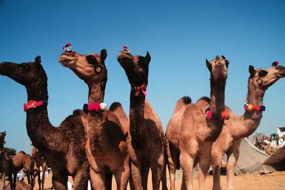 Camel Fair