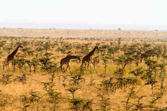 Ole Sereni