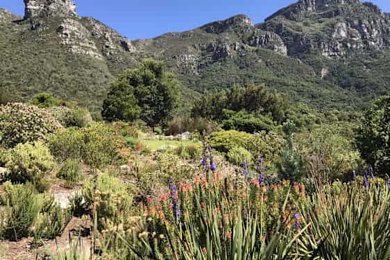 Den botaniska trädgården Kirstenbosch ligger vid foten av Table Mountain