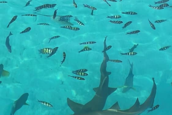 Hajar och småfisk i turkosblått hav