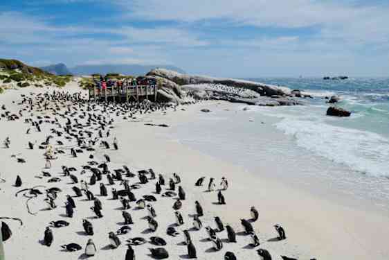 Pingviner på strand i Sydafrika