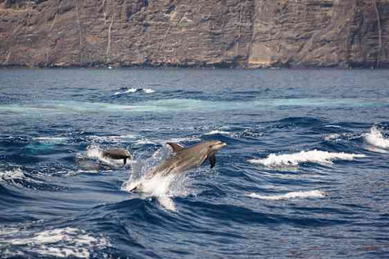Delfiner simmar i havet